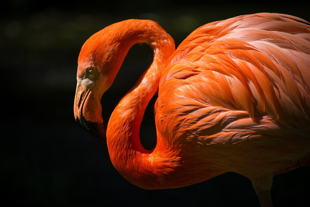 Safety Tips for Wildlife Photographers